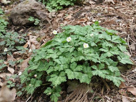 Anemone flaccida