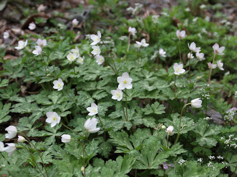 Anemone flaccida