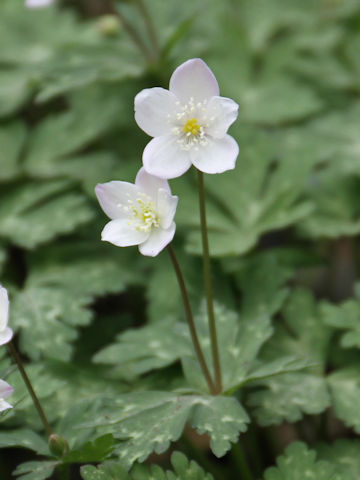 Anemone flaccida