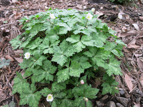 Anemone flaccida