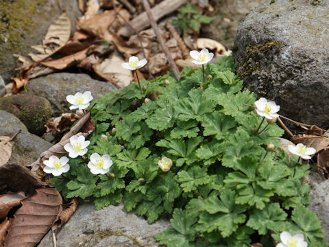 Anemone flaccida