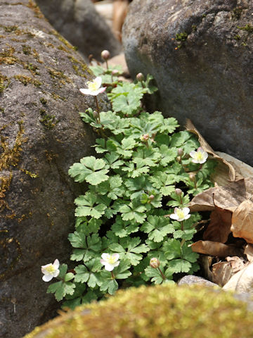 Anemone flaccida