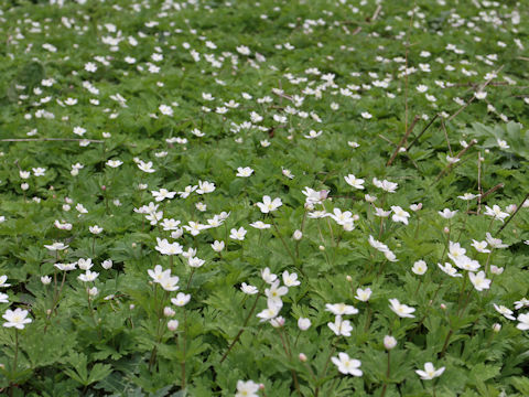 Anemone flaccida