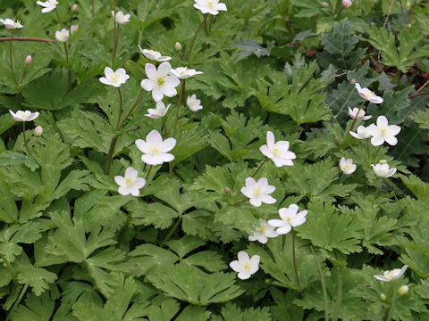 Anemone flaccida