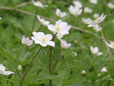 Anemone flaccida