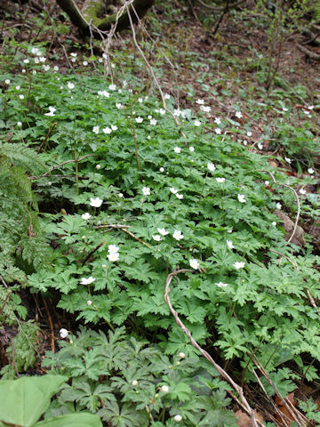 Anemone flaccida