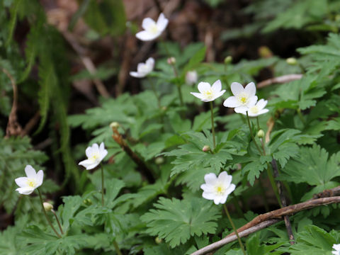 Anemone flaccida