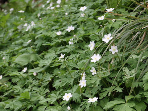 Anemone flaccida