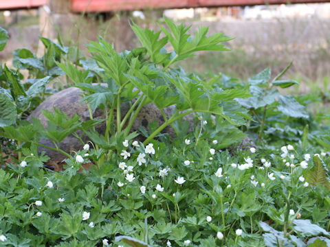 Anemone flaccida