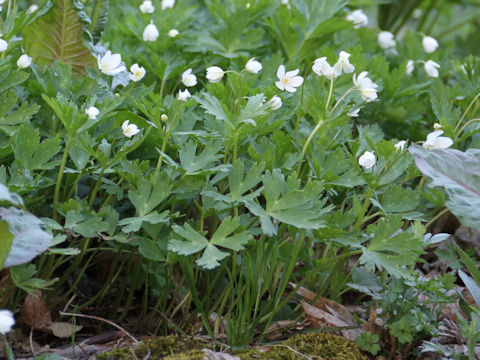 Anemone flaccida