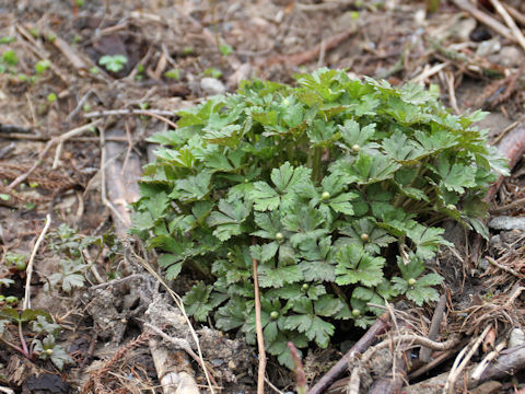 Anemone flaccida