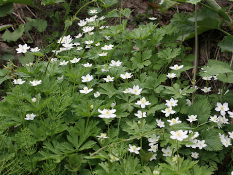 Anemone flaccida