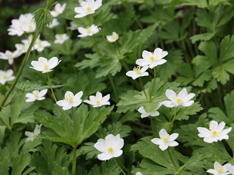 Anemone flaccida