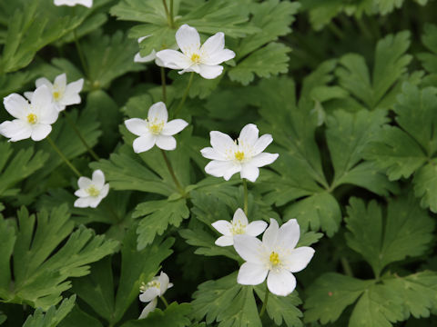 Anemone flaccida