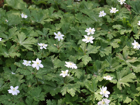 Anemone flaccida