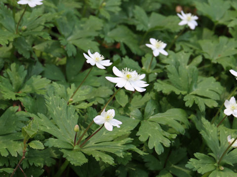 Anemone flaccida