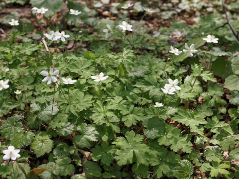 Anemone flaccida