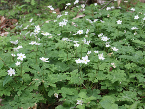 Anemone flaccida