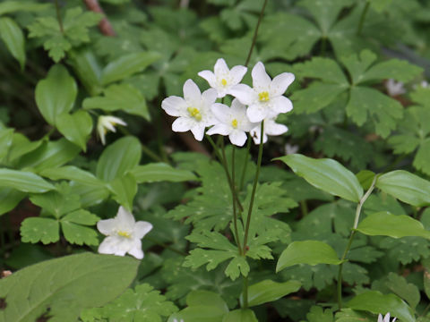 Anemone flaccida