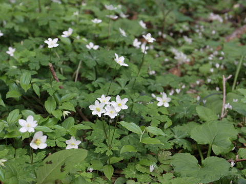 Anemone flaccida