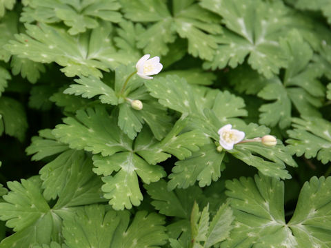 Anemone flaccida