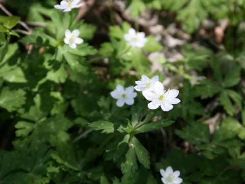 Anemone flaccida