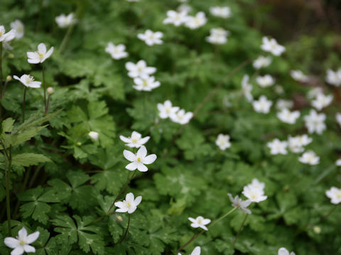 Anemone flaccida