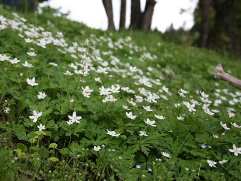 Anemone flaccida