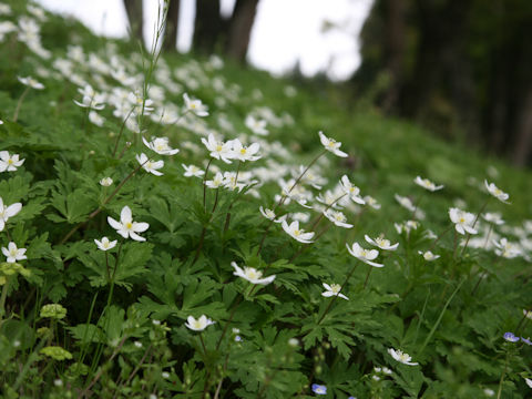 Anemone flaccida