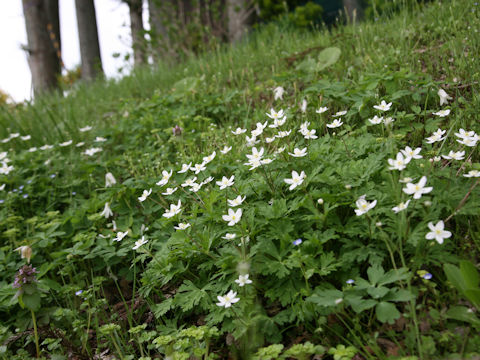 Anemone flaccida