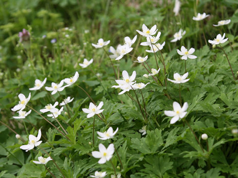 Anemone flaccida