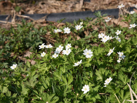 Anemone flaccida