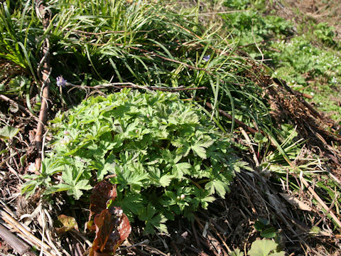 Anemone flaccida