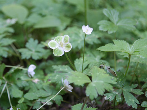 Anemone flaccida