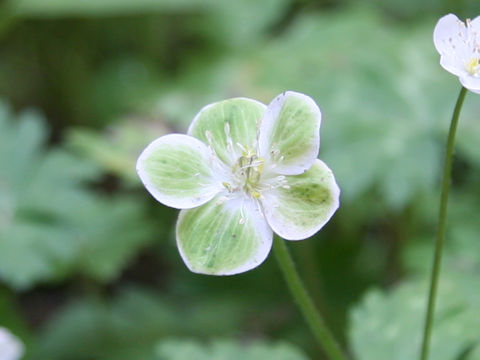 Anemone flaccida