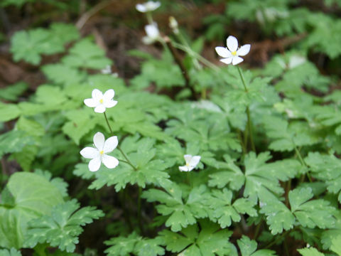 Anemone flaccida