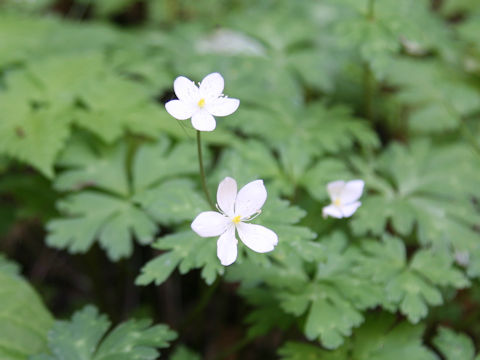 Anemone flaccida