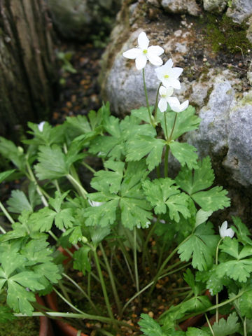 Anemone flaccida