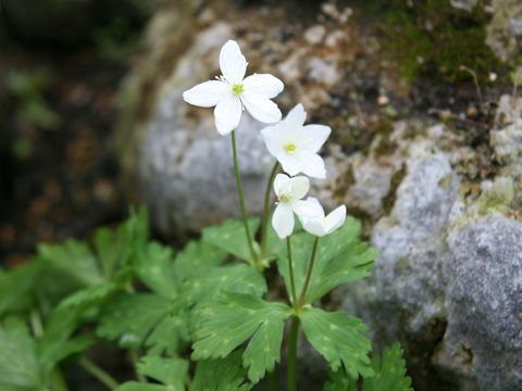 Anemone flaccida