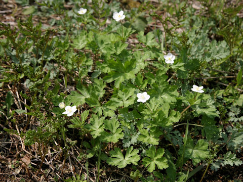 Anemone flaccida