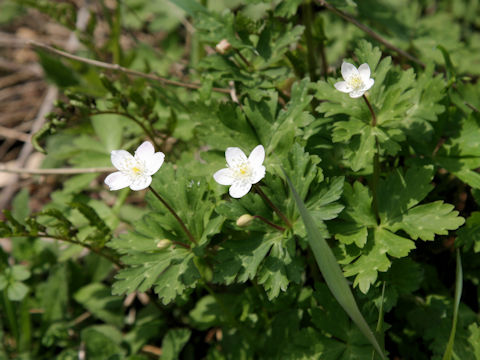 Anemone flaccida