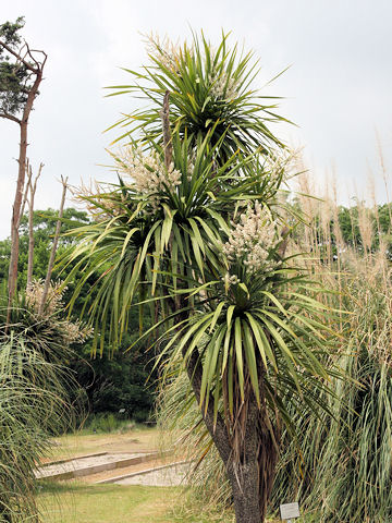 Cordyline australis