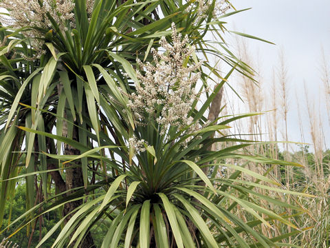 Cordyline australis