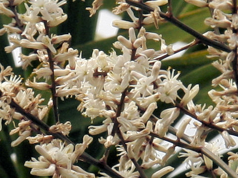 Cordyline australis