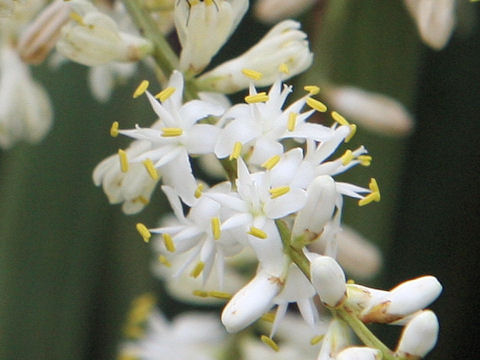 Cordyline australis