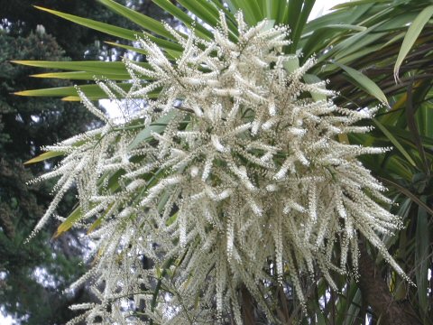 Cordyline australis