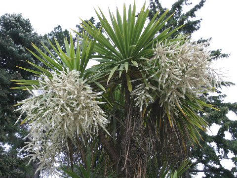 Cordyline australis