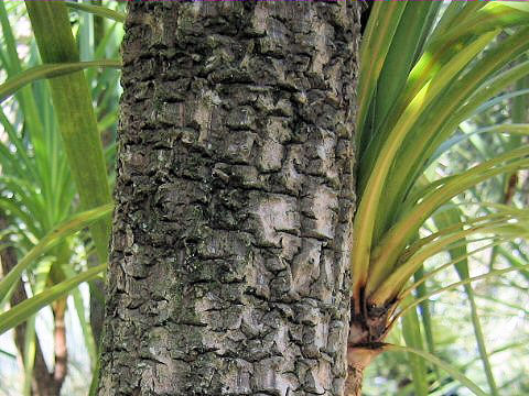 Cordyline australis