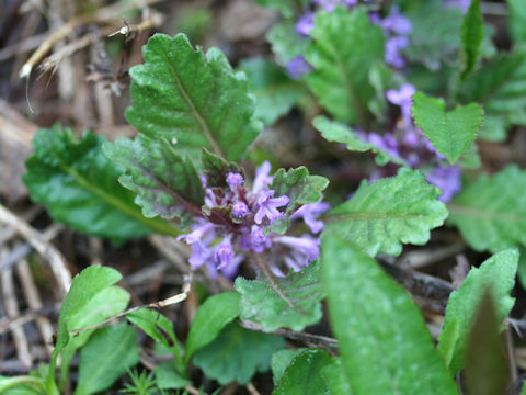 Ajuga yezoensis