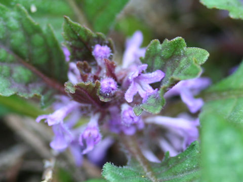 Ajuga yezoensis